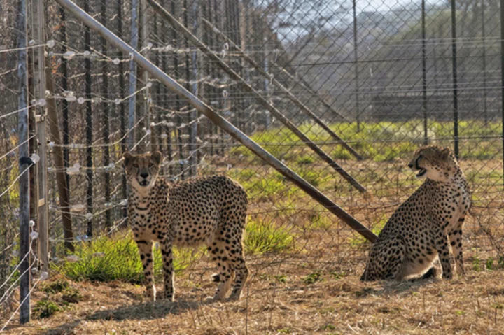 Three cheetah cubs die in India amid sweltering heat wave