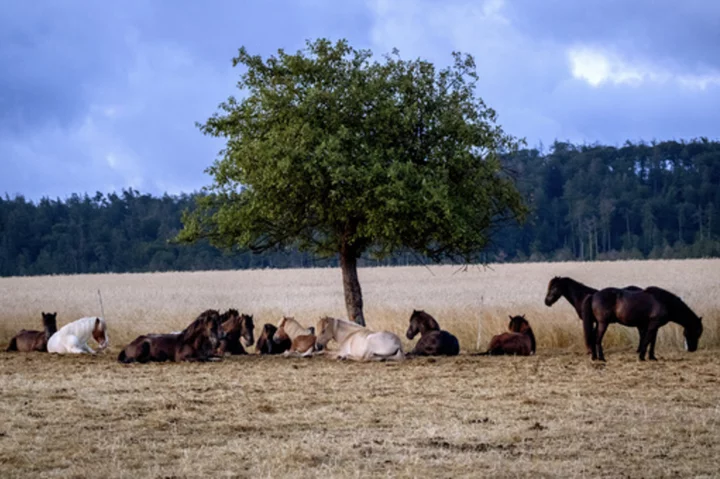 Germans should emulate southern Europeans' siesta during heat waves, public health group says