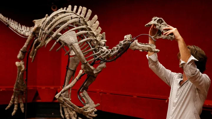 Rare dinosaur 'Barry' up for sale at Paris auction