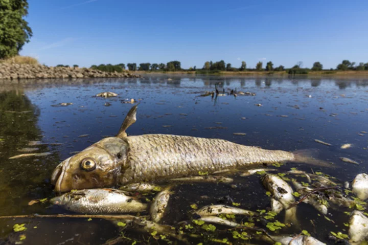 Poland, Germany discuss avoiding repeat of deadly river pollution but ready for all scenarios