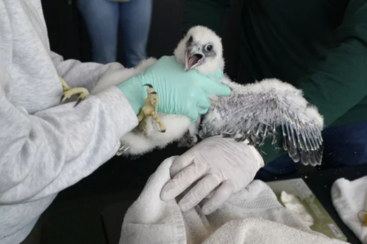 Fuzzy falcon chicks who nest at Michigan State football stadium get tracking bands