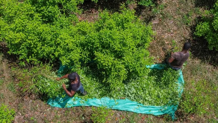 Colombia cocaine: Cultivation reaches record high