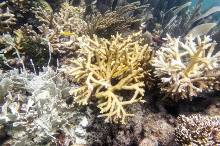 Scientists say Florida Keys coral reefs are already bleaching as water temperatures hit record highs