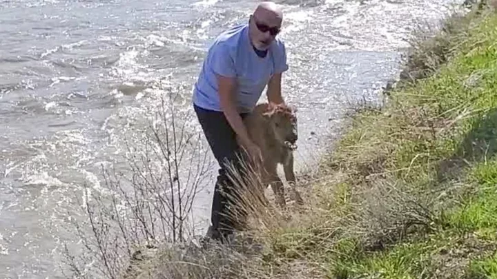 Yellowstone kills baby bison after park visitor touches the animal