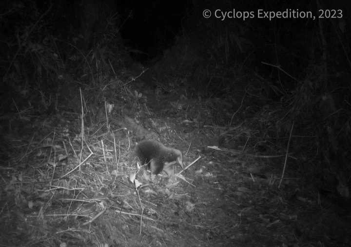 Long-lost mammal rediscovered in remote Indonesia mountains